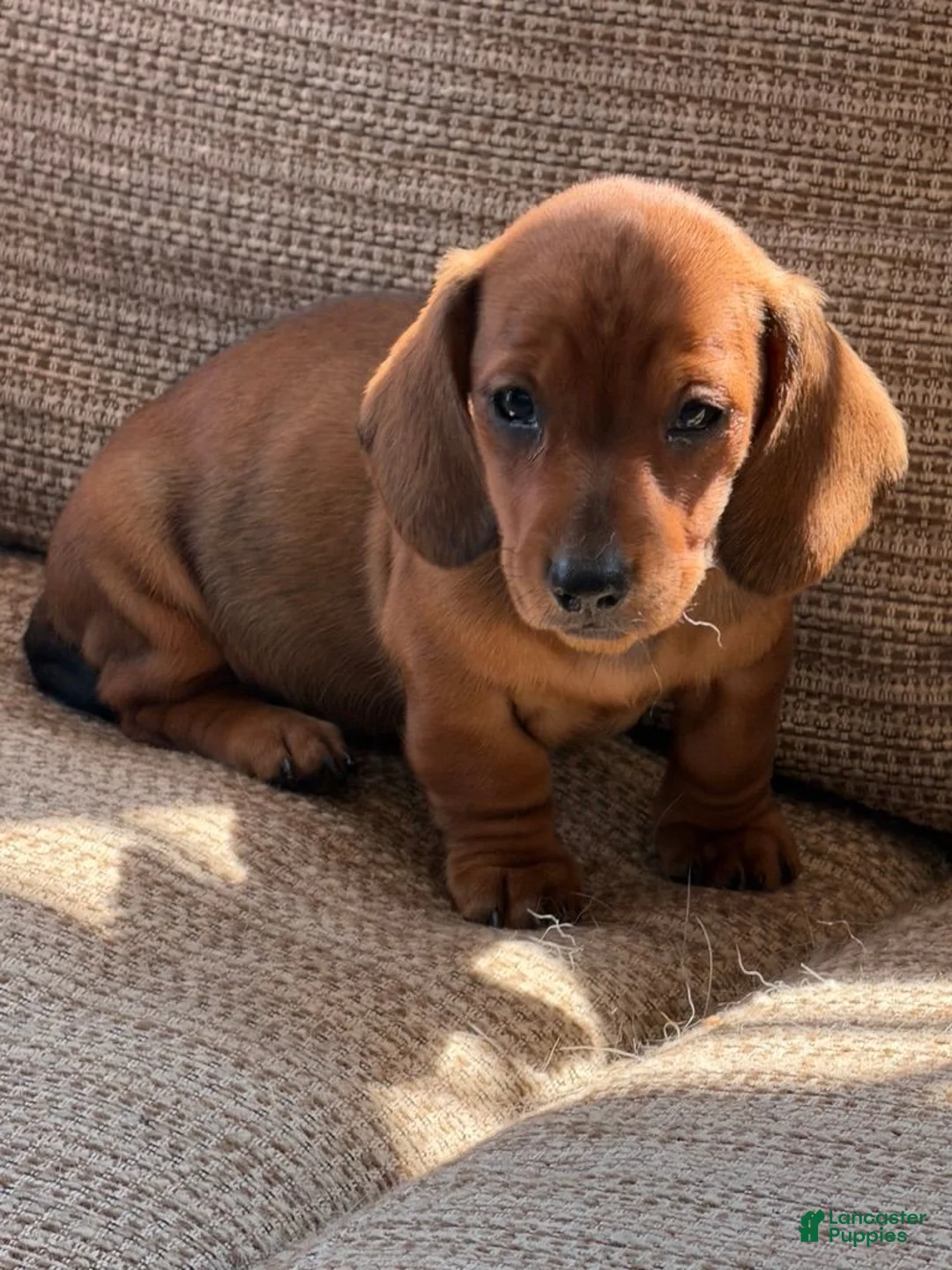 Miniature Dachshund dogs for sale: Reba - Ad 4