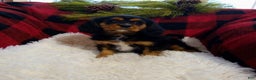 Cavalier King Charles Spaniel dogs for sale: Titan - Ad 9