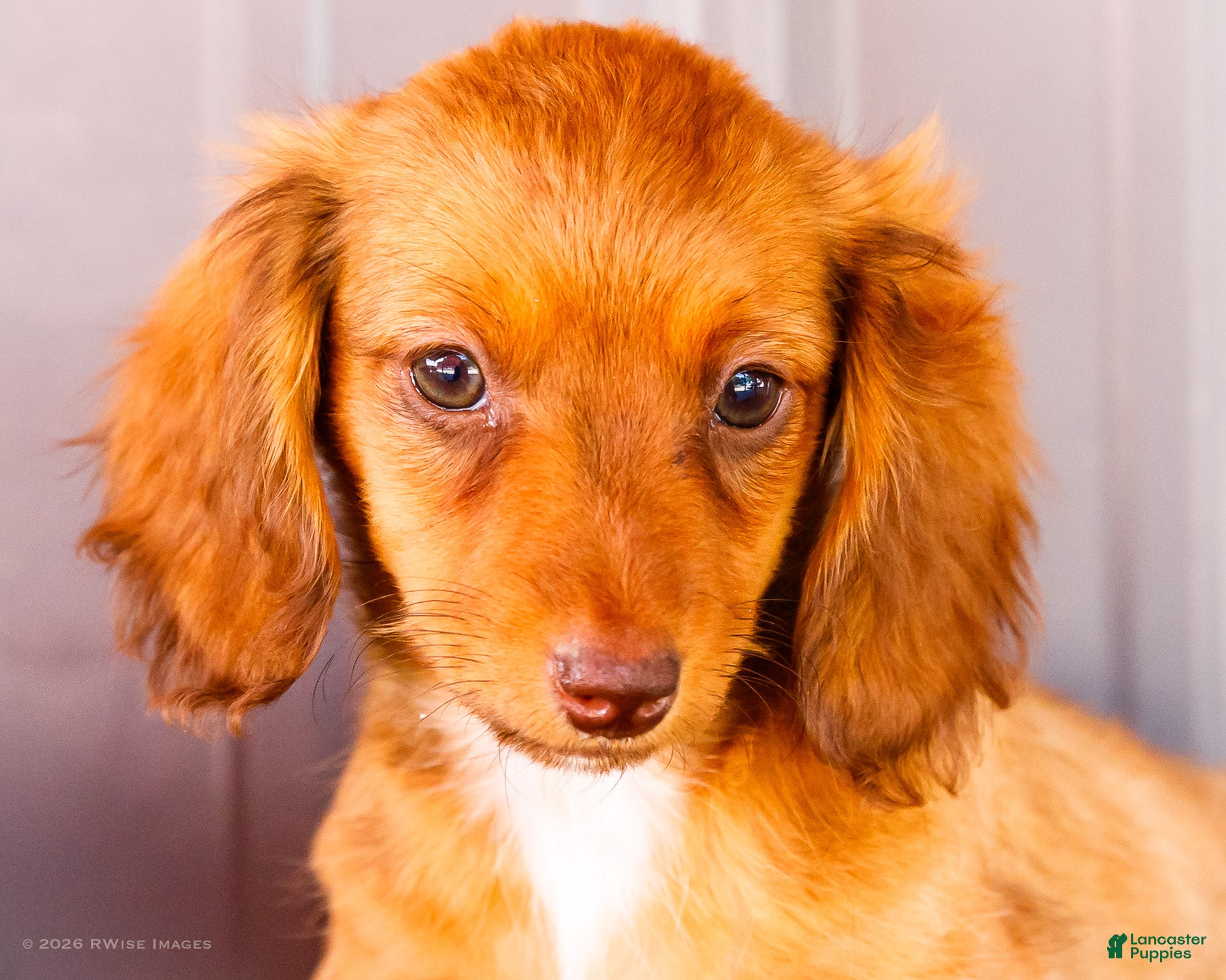 Miniature Dachshund dogs Bonnie - Ad 2