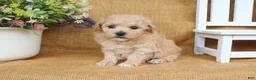 Bichpoo dogs for sale: June  - Ad 3