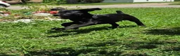 Cane Corso dogs for sale: Dean AKC green collar - Ad 5