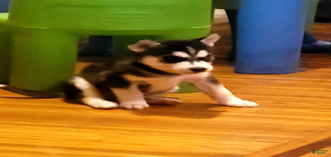 Gallery Image {{count}}