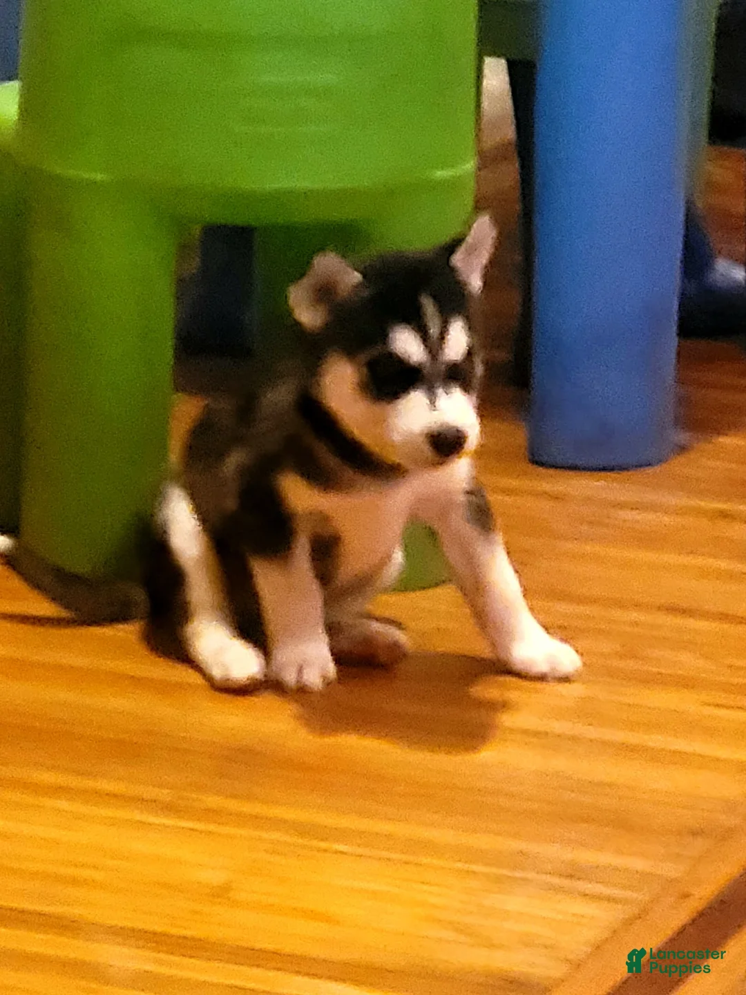 Gallery Image {{count}}