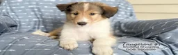 Shetland Sheepdog dogs for sale: Tangerine - Ad 1