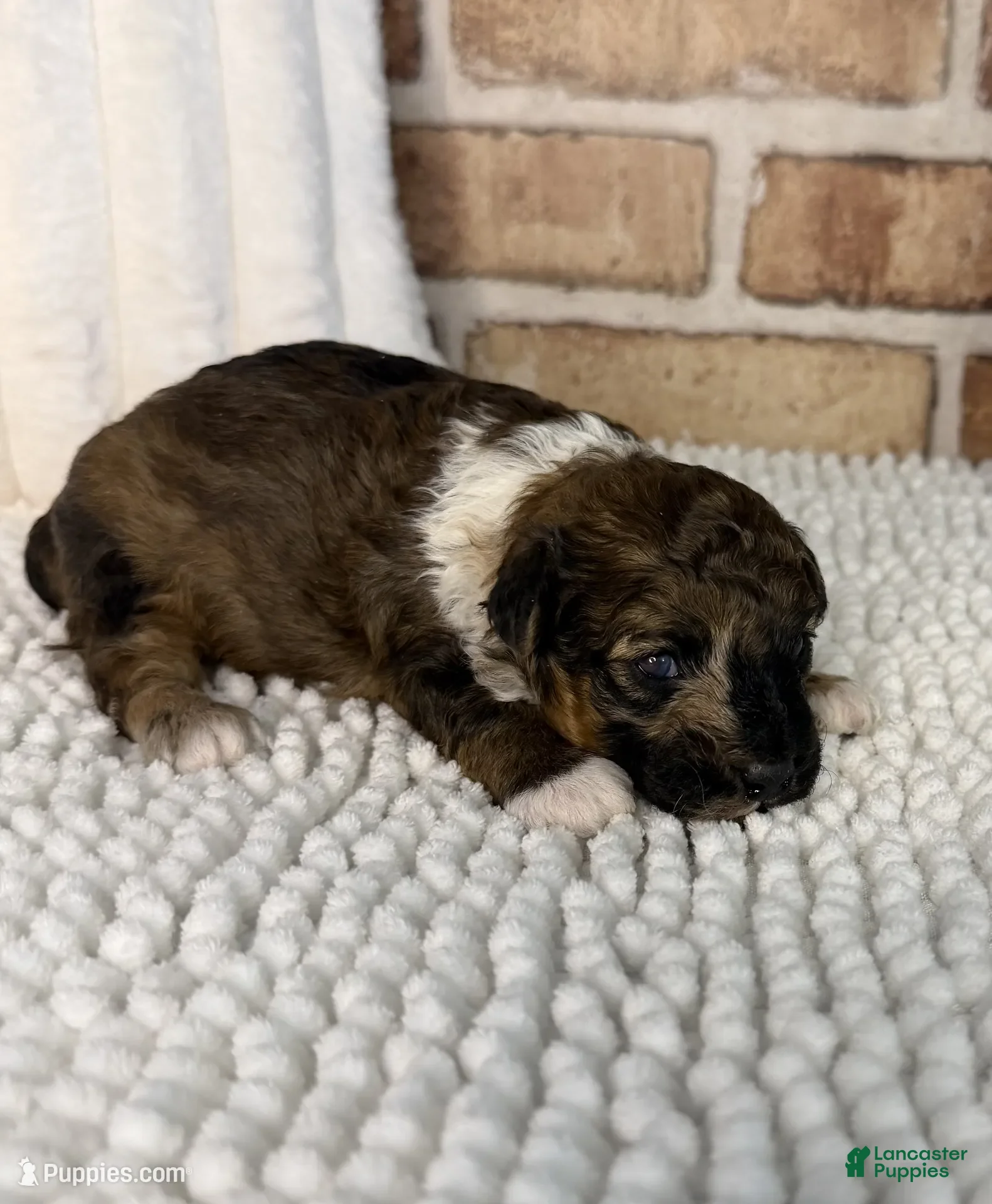 Toy Poodle dogs for sale: AKC Sable Merle - Ad 1