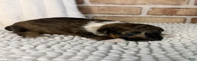 AKC Sable Merle