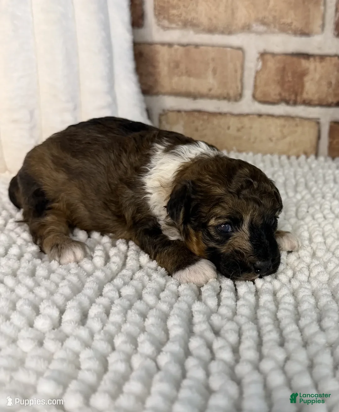 Toy Poodle dogs for sale: AKC Sable Merle - Ad 1