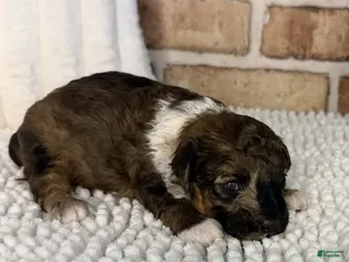 Toy Poodle dogs for sale: AKC Sable Merle - Ad 1