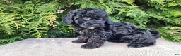 Mini Bernedoodle dogs for sale: Willow - Ad 8