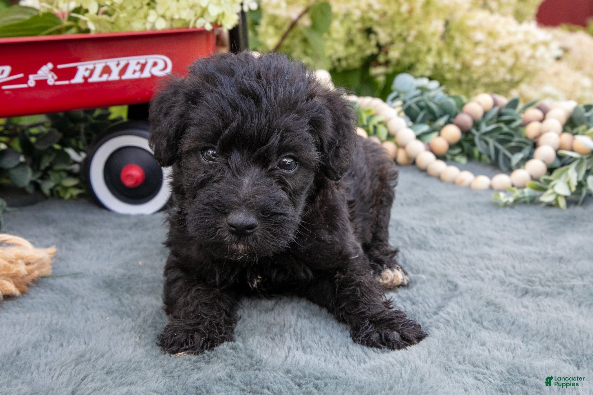 Schnoodle dogs Harlow - Ad 1