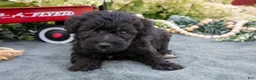Schnoodle dogs for sale: Harlow - Ad 1