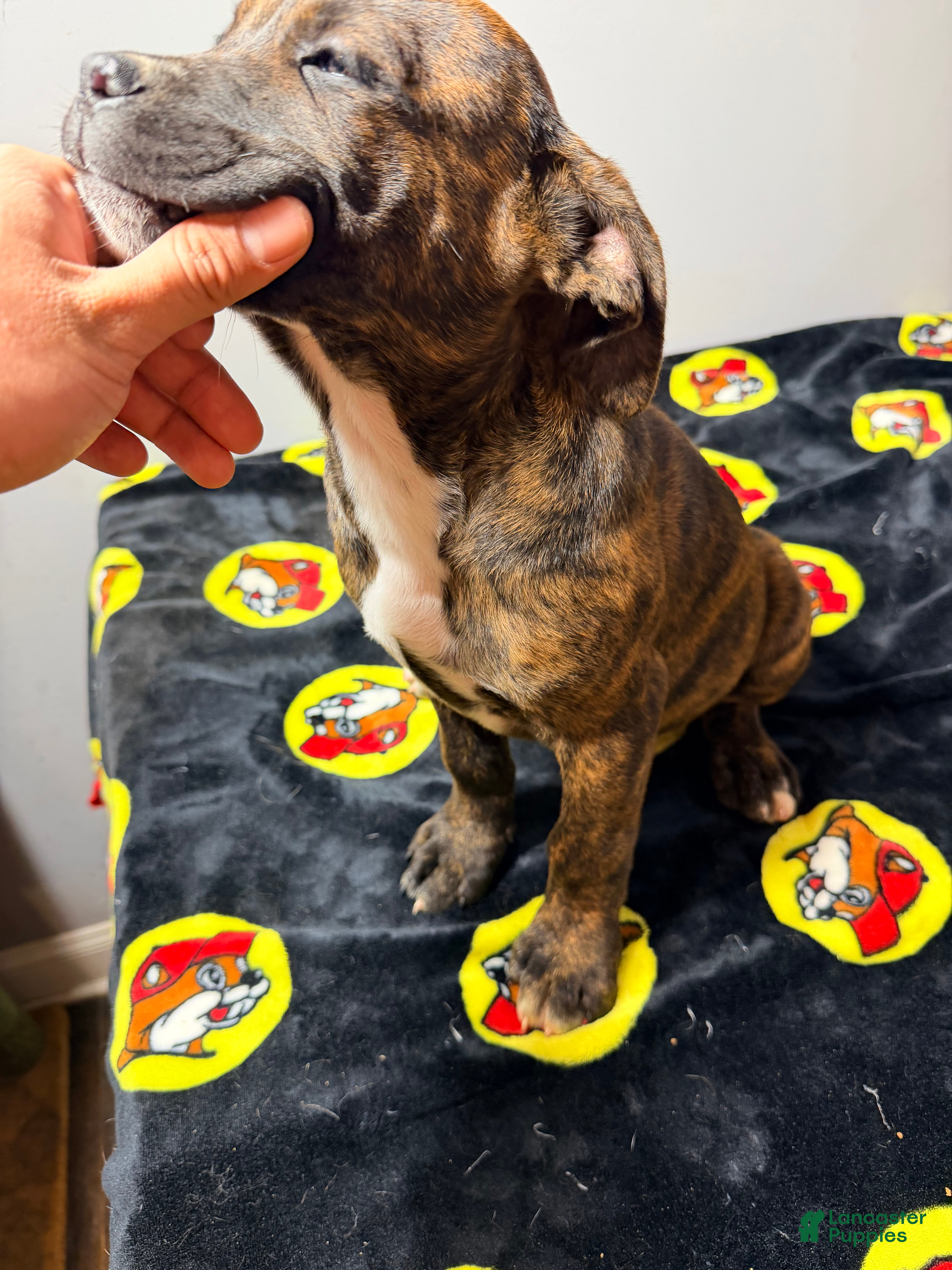 Mixed Breed dogs Brindle - Ad 2