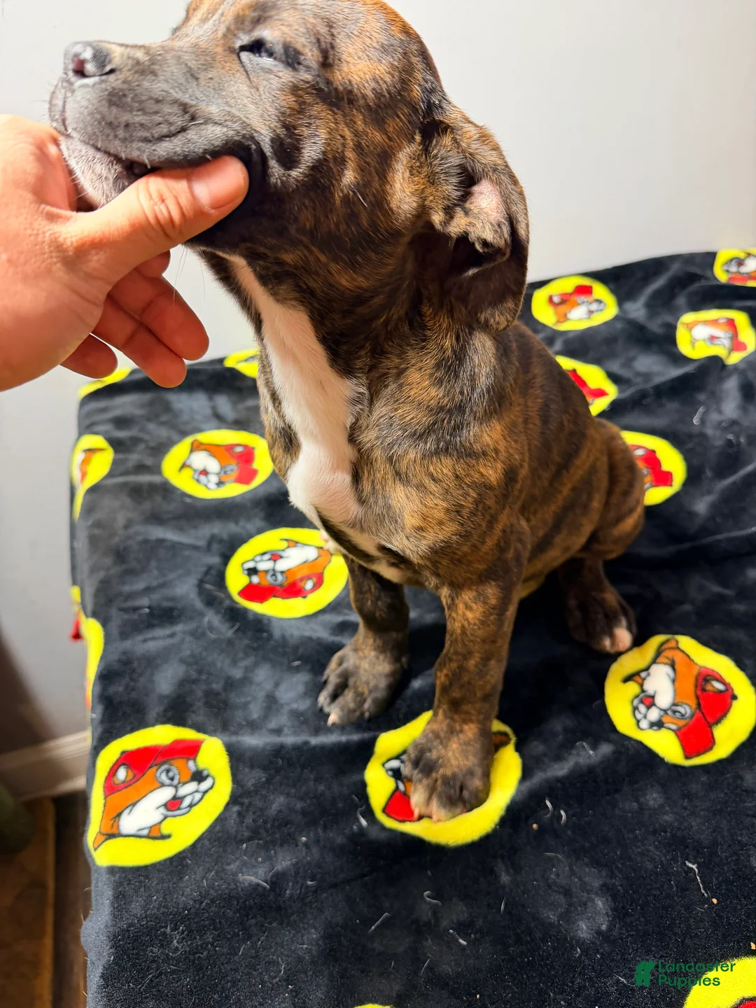 Mixed Breed dogs for sale: Brindle - Ad 2