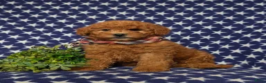 Denver Hypoallergenic