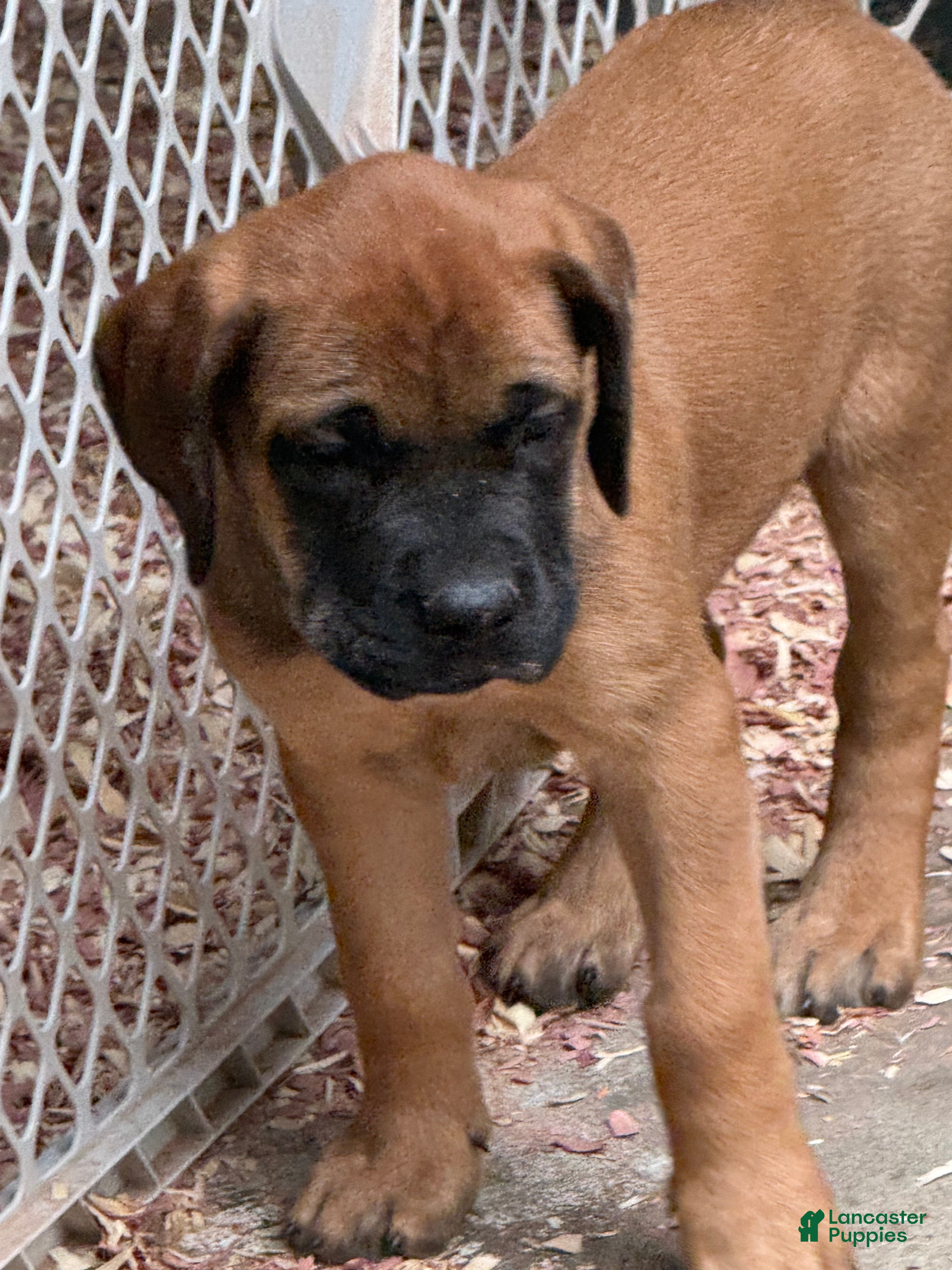 English Mastiff dogs English Mastiff 3 - Ad 29