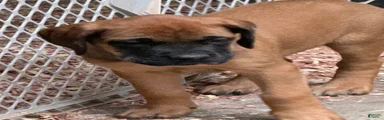 English Mastiff 3