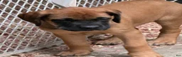 English Mastiff dogs for sale: English Mastiff 3 - Ad 1
