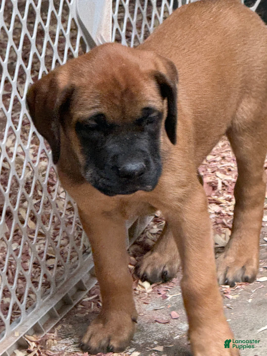 English Mastiff dogs for sale: English Mastiff 3 - Ad 1