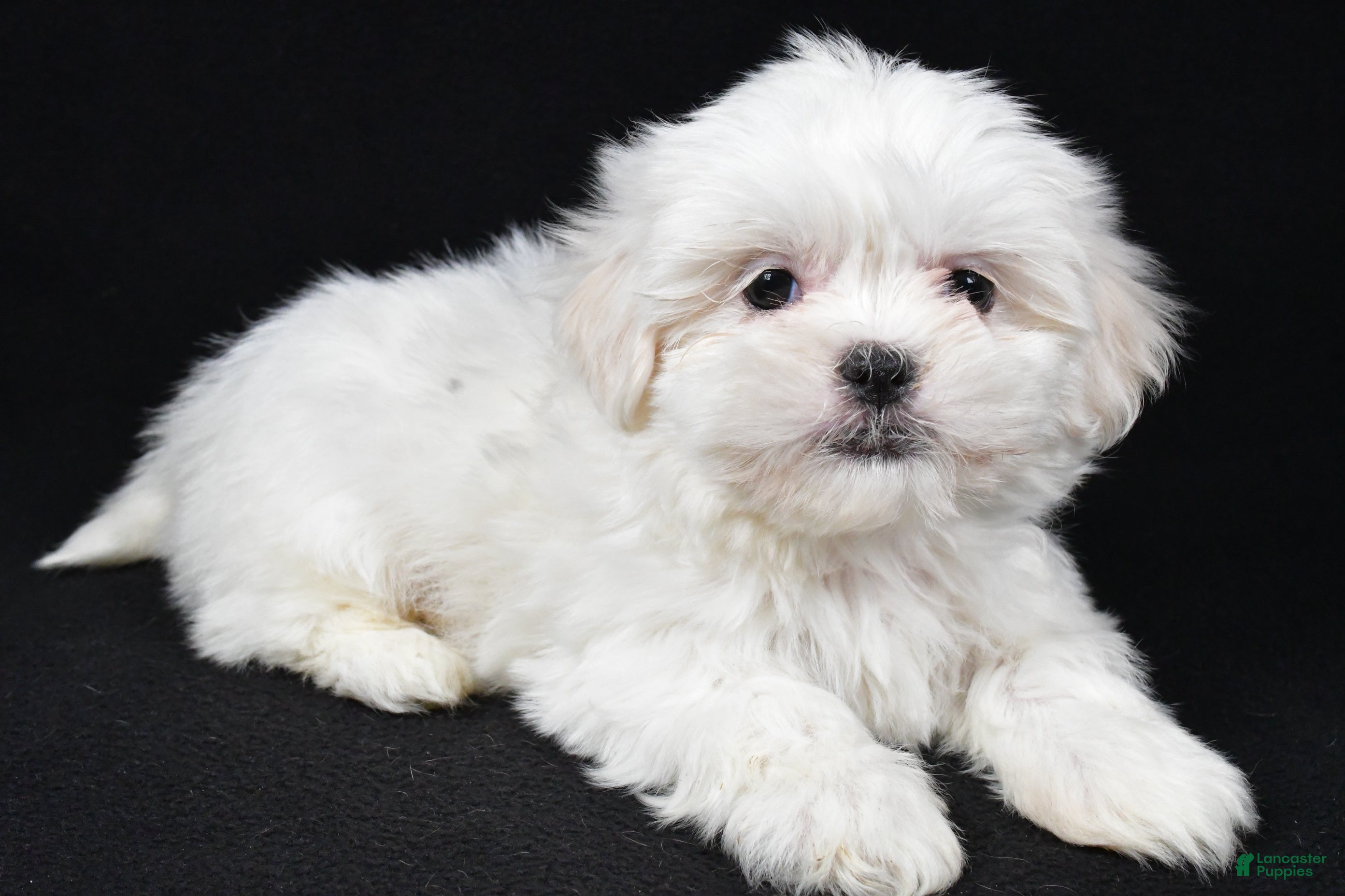 Malshi dogs Krissey - Ad 29