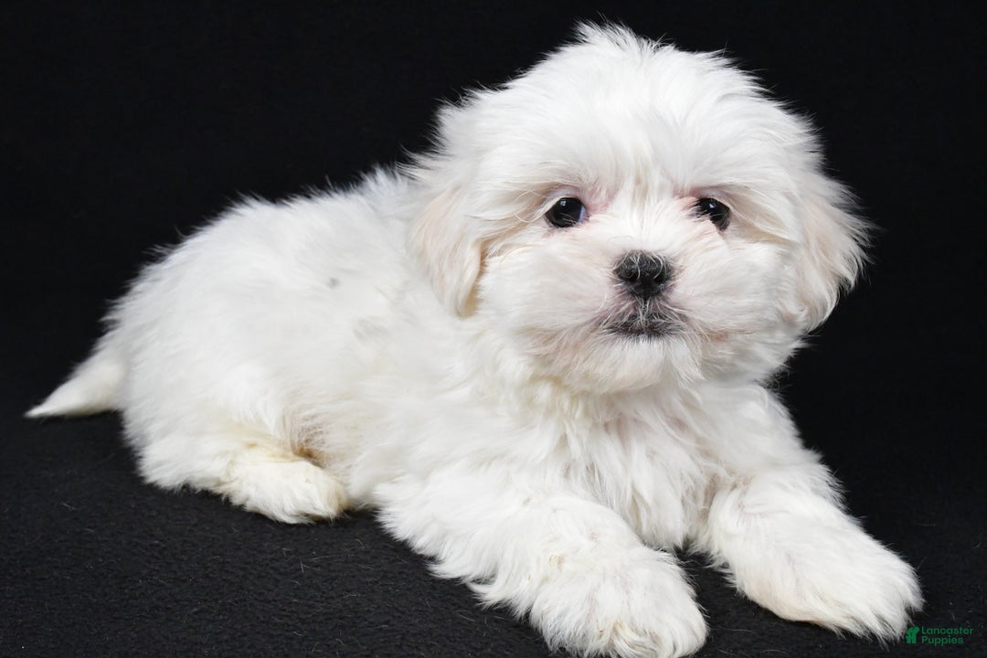 Malshi dogs for sale: Krissey - Ad 1