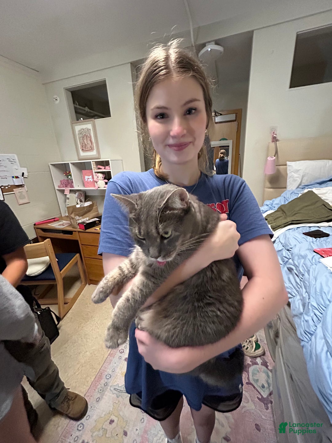 Mixed Breed dogs for sale: rosy - Ad 14