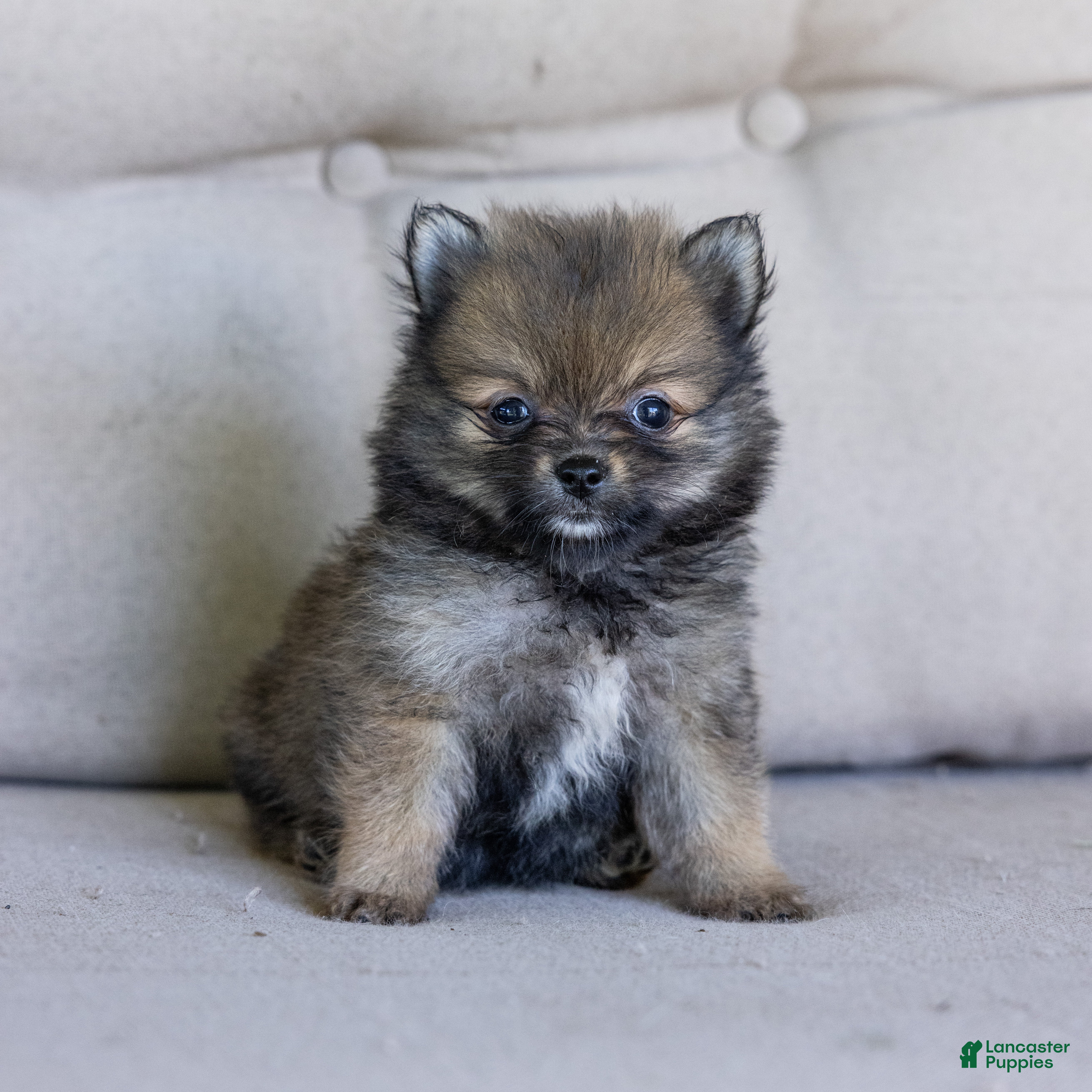 Pomeranian dogs Daisy (Teacup) - Ad 16