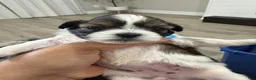 Shih Tzu dogs for sale: Coby  - Ad 8