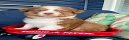 Australian Shepherd dogs for sale: Australian Shepherd- Daisy - Ad 1