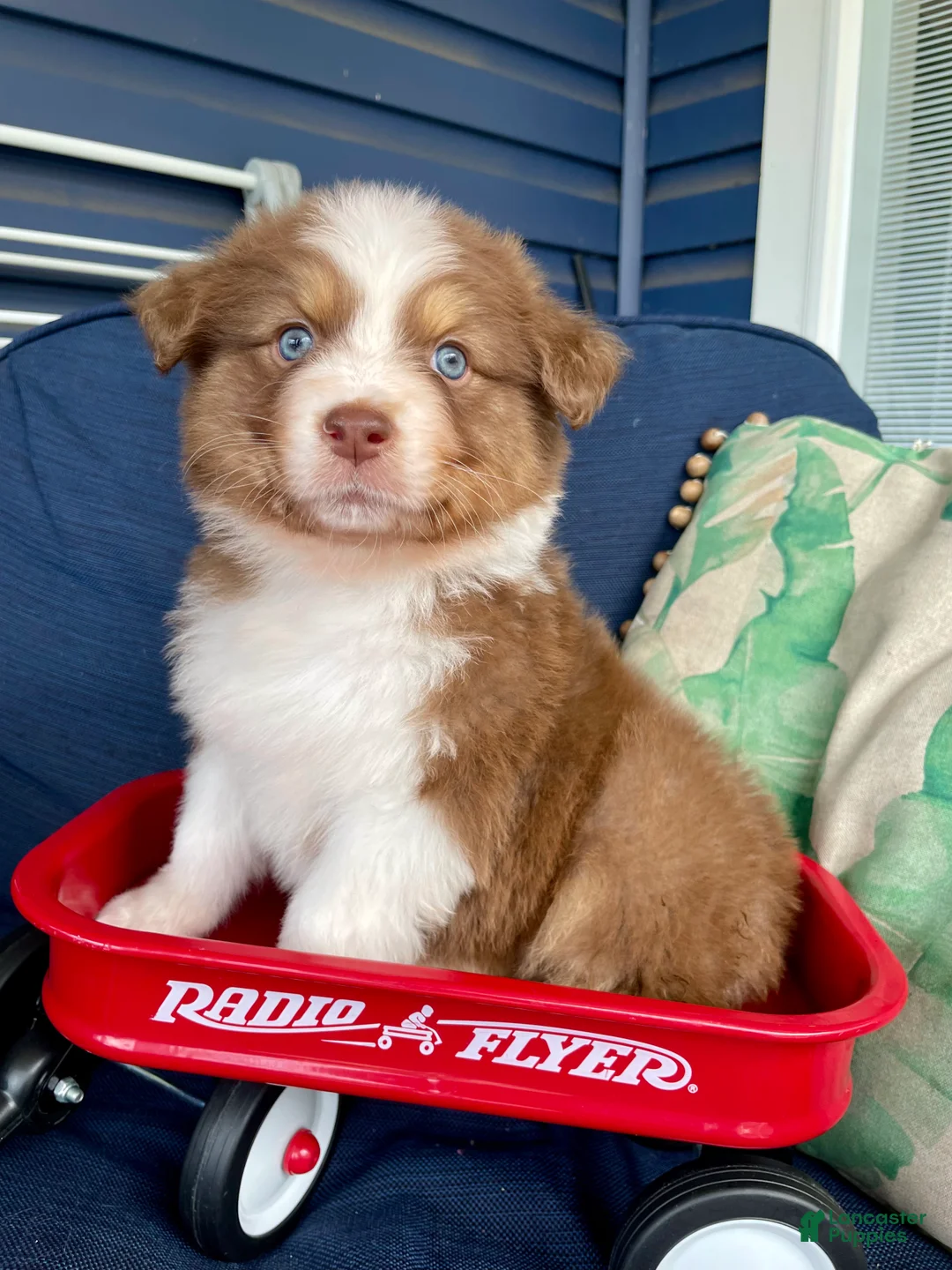 Australian Shepherd dogs for sale: Australian Shepherd- Daisy - Ad 1