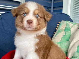 Australian Shepherd dogs Australian Shepherd- Daisy - Ad 13