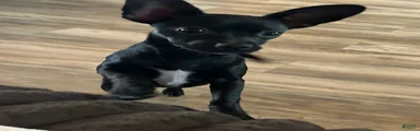 Remi 