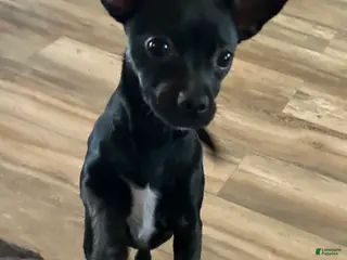 Chihuahua dogs Remi - Ad 28