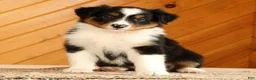 Australian Shepherd dogs for sale: Brittany - Ad 3