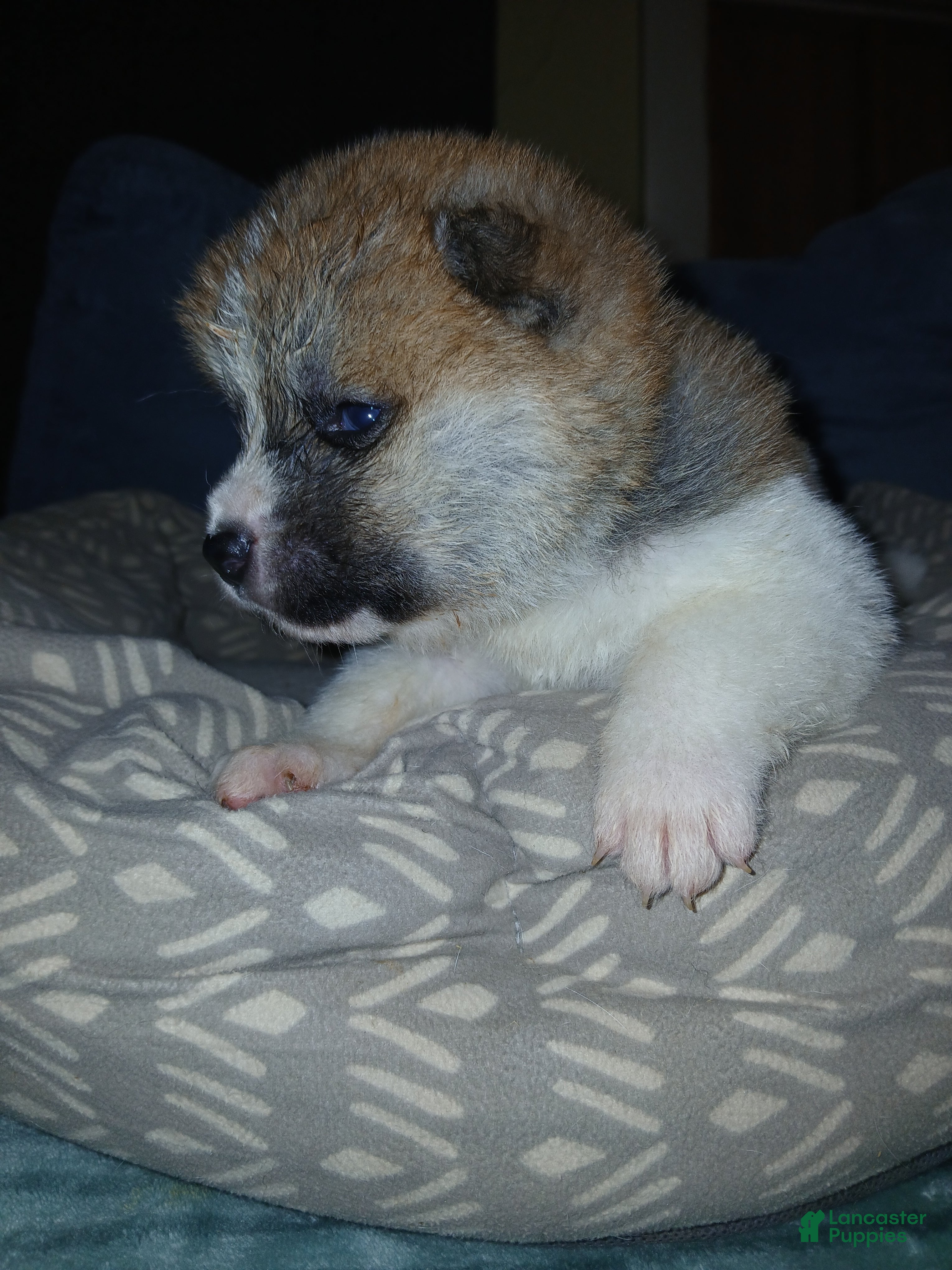 Akita dogs Ash - Ad 1