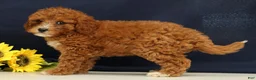 Cavapoo dogs for sale: Carnation - Ad 4