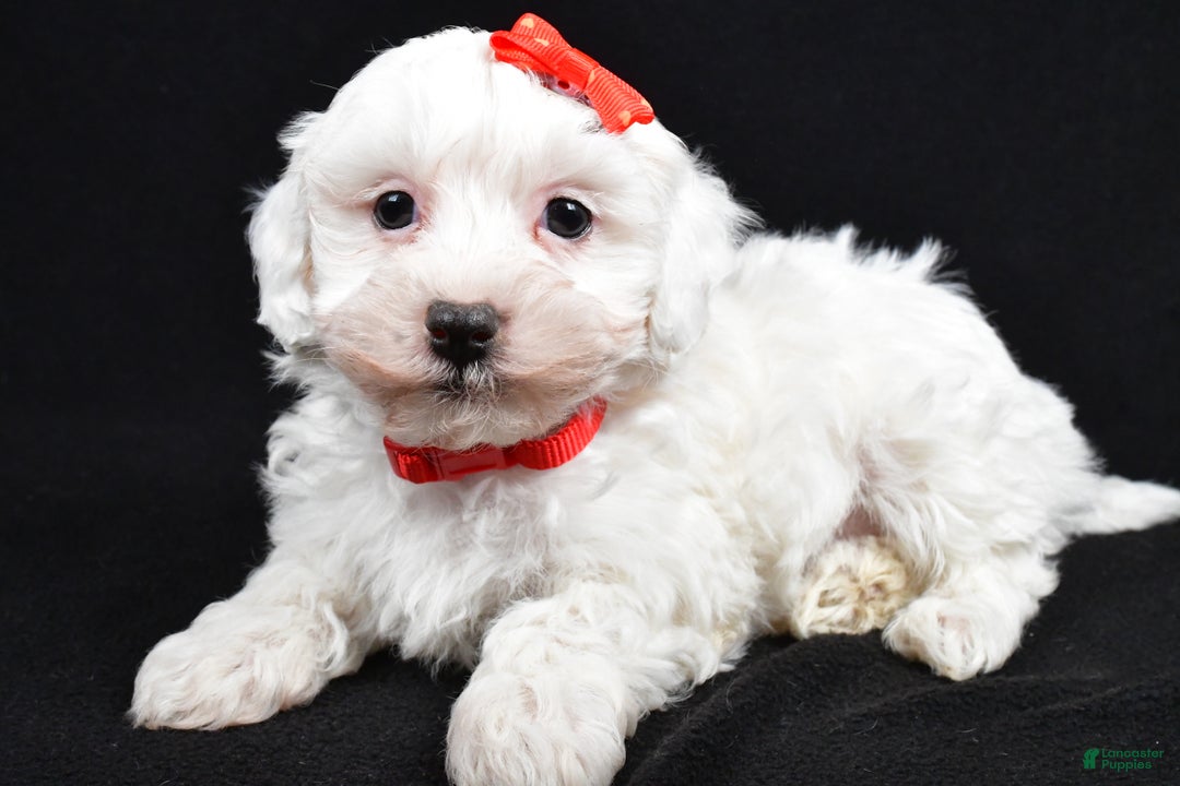 Maltipoo dogs for sale: Jasper - Ad 4