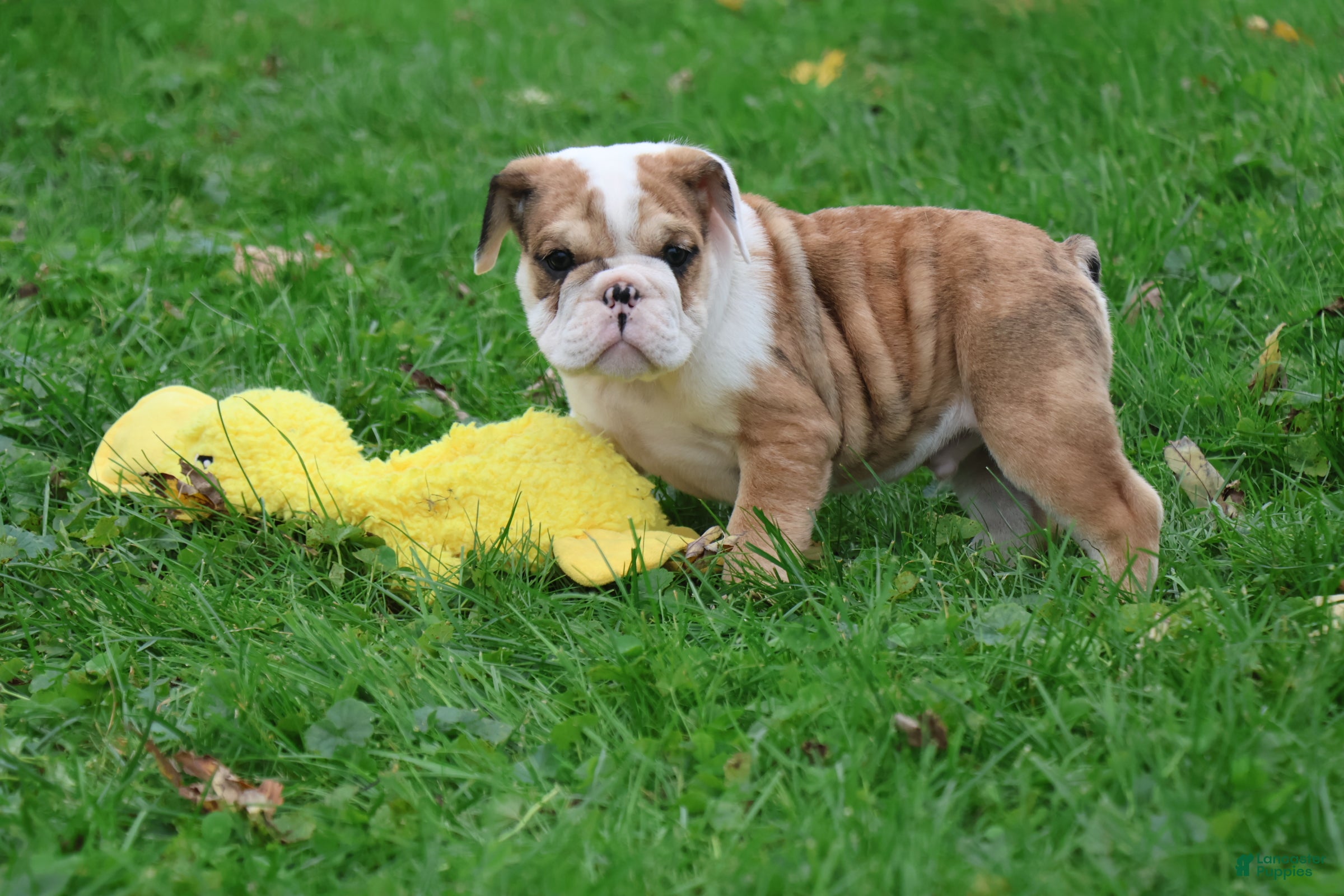English Bulldog dogs for sale: Mistral - Ad 1