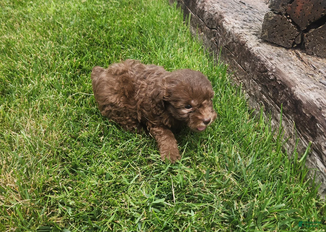 Mini Goldendoodle dogs for sale: Kaley - Ad 2