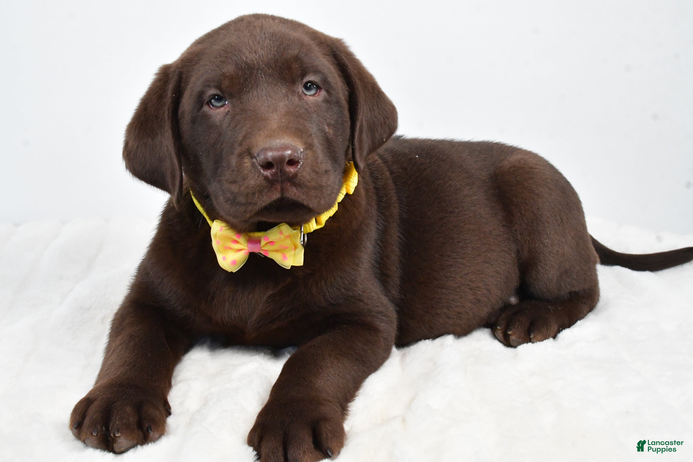 Labrador Retriever dogs Maverick - Ad 2