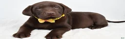 Labrador Retriever dogs for sale: Maverick - Ad 2