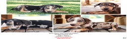 Catahoula Leopard Dog dogs for sale: MS 2026 Female 1 - Ad 10