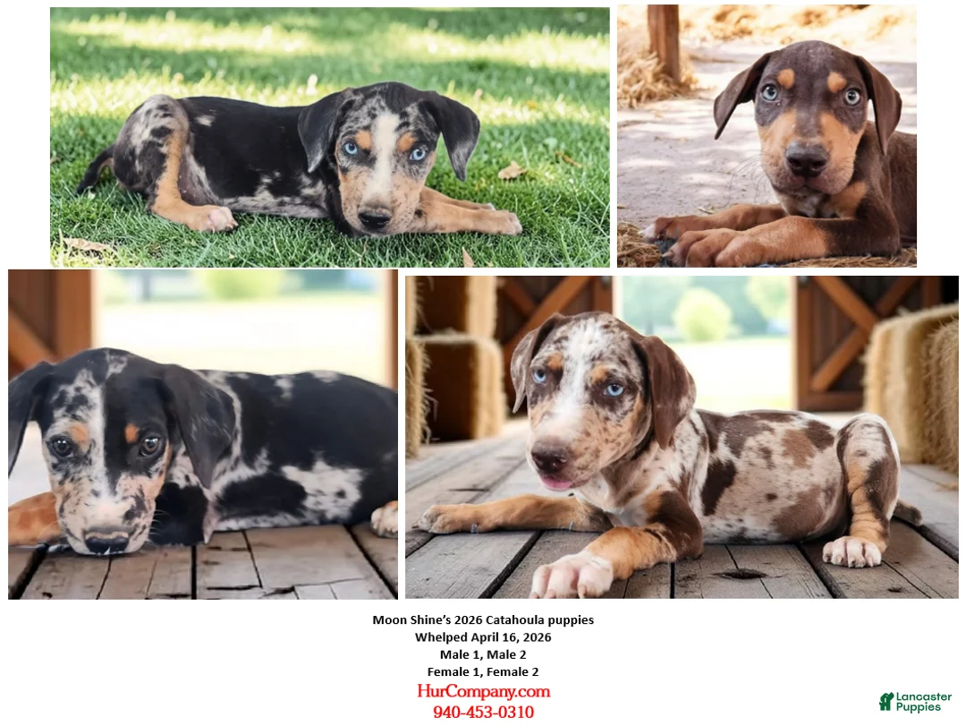 Catahoula Leopard Dog dogs for sale: MS 2026 Female 1 - Ad 10