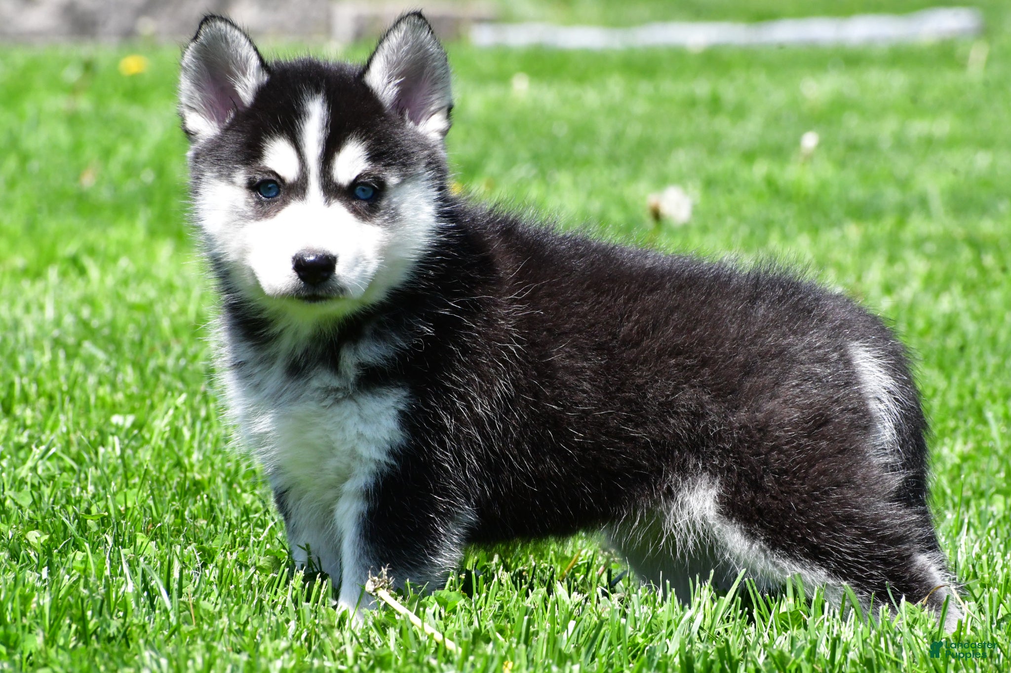Pomsky dogs Ollie - Ad 1