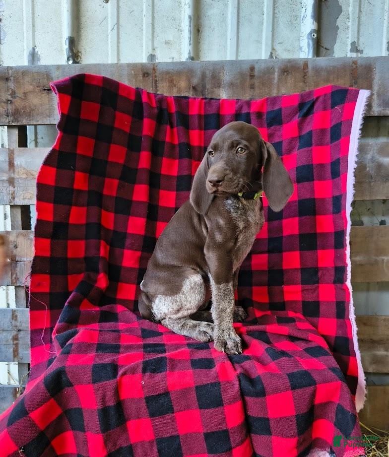 German Shorthaired Pointer dogs Jade - Ad 1