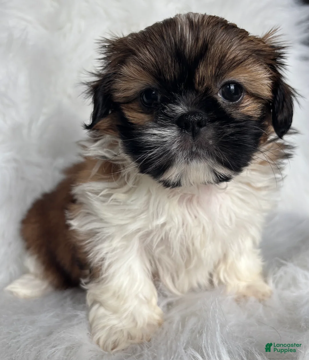 Shih Tzu dogs for sale: Lexi  - Ad 1