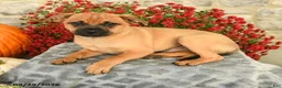 Mixed Breed dogs for sale: Truman - Ad 2