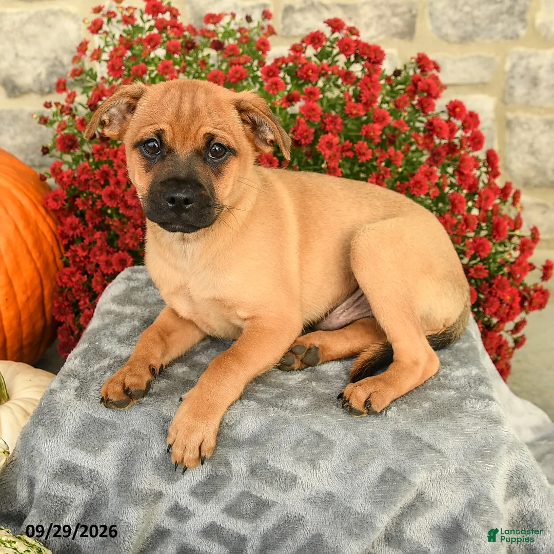 Mixed Breed dogs for sale: Truman - Ad 2