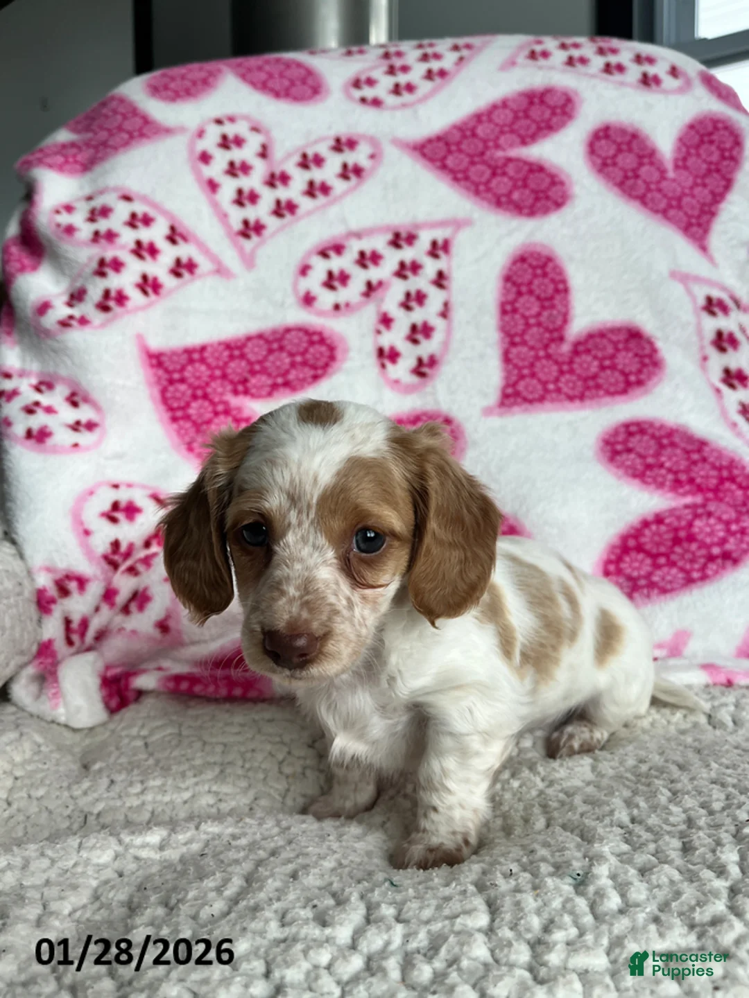 Miniature Dachshund dogs for sale: Snow Lilly - Ad 4