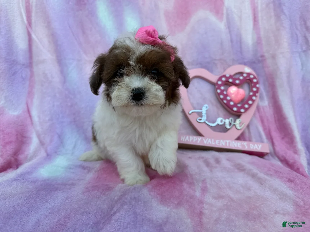 Shihpoo dogs for sale: Zuma - Ad 4