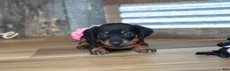 Miniature Dachshund dogs for sale: Belle - Ad 3